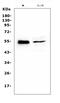 RNA-binding motif, single-stranded-interacting protein 3 antibody, A12416-3, Boster Biological Technology, Western Blot image 