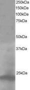Pallidin antibody, NB100-1234, Novus Biologicals, Western Blot image 