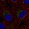 Zinc Finger Protein 625 antibody, HPA074014, Atlas Antibodies, Immunocytochemistry image 