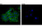 Junction Plakoglobin antibody, 75550S, Cell Signaling Technology, Immunofluorescence image 