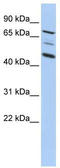 A-Kinase Anchoring Protein 8 antibody, TA331144, Origene, Western Blot image 