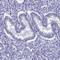 Nucleolar Protein 4 Like antibody, HPA043600, Atlas Antibodies, Immunohistochemistry frozen image 
