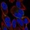 Blood Vessel Epicardial Substance antibody, HPA014788, Atlas Antibodies, Immunocytochemistry image 