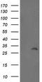 BRI antibody, CF502734, Origene, Western Blot image 