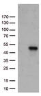 MHC class II-associated invariant chain antibody, UM800123, Origene, Western Blot image 