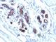 SED1 antibody, V2705IHC-7ML, NSJ Bioreagents, Immunohistochemistry frozen image 