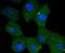 Inositol Polyphosphate-5-Phosphatase D antibody, NBP2-67875, Novus Biologicals, Immunofluorescence image 