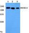 Dedicator Of Cytokinesis 11 antibody, PA5-37152, Invitrogen Antibodies, Western Blot image 