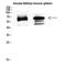 CD19 antibody, STJ97275, St John