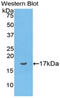 NEU2 antibody, abx101354, Abbexa, Western Blot image 