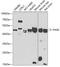 Paired Box 6 antibody, 22-869, ProSci, Western Blot image 