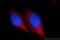Charged Multivesicular Body Protein 2B antibody, 12527-1-AP, Proteintech Group, Immunofluorescence image 