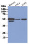 CD46 Molecule antibody, AM50350PU-S, Origene, Western Blot image 