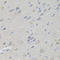 Ccn5 antibody, STJ114415, St John