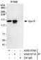 Phosphoinositide-3-Kinase Regulatory Subunit 4 antibody, A302-570A, Bethyl Labs, Immunoprecipitation image 