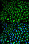 Amine oxidase [flavin-containing] A antibody, 15-326, ProSci, Immunofluorescence image 
