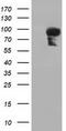 Phosphoinositide-3-Kinase Adaptor Protein 1 antibody, CF501722, Origene, Western Blot image 