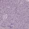 Dual Oxidase Maturation Factor 2 antibody, HPA063548, Atlas Antibodies, Immunohistochemistry frozen image 