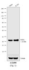 Mouse IgG antibody, 31334, Invitrogen Antibodies, Western Blot image 