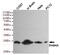 RAB4A, Member RAS Oncogene Family antibody, MBS475102, MyBioSource, Western Blot image 