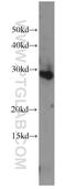 Chromosome X Open Reading Frame 56 antibody, 24021-1-AP, Proteintech Group, Western Blot image 