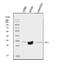 Aquaporin-4 antibody, A01049, Boster Biological Technology, Western Blot image 