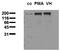 EGFR antibody, AM00029PU-N, Origene, Western Blot image 