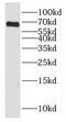 Heat shock-related 70 kDa protein 2 antibody, FNab04056, FineTest, Western Blot image 