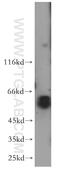 Pre-MRNA Processing Factor 4 antibody, 10728-1-AP, Proteintech Group, Western Blot image 