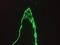 Keratin 18 antibody, NBP1-97715, Novus Biologicals, Immunofluorescence image 