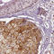 ERV-R envelope protein antibody, HPA046508, Atlas Antibodies, Immunohistochemistry frozen image 