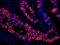 IgG-heavy and light chain antibody, A90-317D3, Bethyl Labs, Immunofluorescence image 