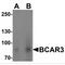 BCAR3 antibody, MBS150648, MyBioSource, Western Blot image 