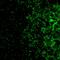 Gap Junction Protein Alpha 10 antibody, 40-5000, Invitrogen Antibodies, Immunohistochemistry frozen image 