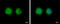 STE20 Related Adaptor Alpha antibody, GTX107557, GeneTex, Immunofluorescence image 