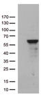 Zinc Finger Protein 480 antibody, M07868, Boster Biological Technology, Western Blot image 