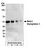 SRBC antibody, A500-006A, Bethyl Labs, Western Blot image 