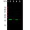 Synuclein Alpha antibody, M00215-3, Boster Biological Technology, Western Blot image 