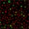 POU domain class 2-associating factor 1 antibody, AE00200, Aeonian Biotech, Immunocytochemistry image 