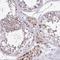 Seryl-tRNA synthetase, mitochondrial antibody, NBP2-33807, Novus Biologicals, Immunohistochemistry frozen image 