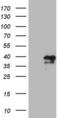 Max dimerization protein 4 antibody, MA5-27064, Invitrogen Antibodies, Western Blot image 