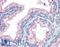 NGFI-A Binding Protein 1 antibody, LS-B3486, Lifespan Biosciences, Immunohistochemistry frozen image 