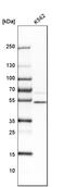 Ubiquitin Protein Ligase E3 Component N-Recognin 3 antibody, HPA035390, Atlas Antibodies, Western Blot image 