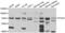 Prostaglandin-Endoperoxide Synthase 1 antibody, LS-C349304, Lifespan Biosciences, Western Blot image 