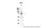 Chromatin Licensing And DNA Replication Factor 1 antibody, PA5-42861, Invitrogen Antibodies, Western Blot image 