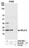 Ribosomal Protein L27a antibody, A305-380A, Bethyl Labs, Immunoprecipitation image 