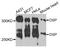 Desmoplakin antibody, orb373659, Biorbyt, Western Blot image 