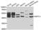 Nucleosome Assembly Protein 1 Like 1 antibody, LS-C332241, Lifespan Biosciences, Western Blot image 