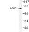 Ald antibody, LS-C177443, Lifespan Biosciences, Western Blot image 