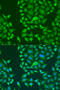 Double-stranded RNA-binding protein Staufen homolog 2 antibody, 15-379, ProSci, Immunofluorescence image 